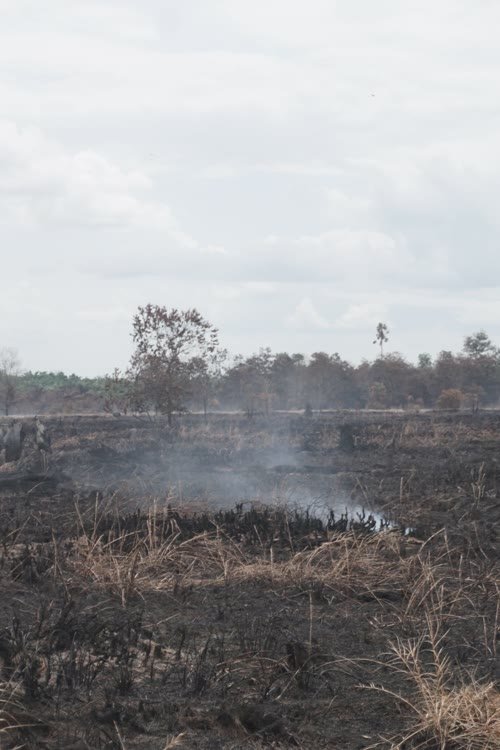 Apresiasi Kapolda Terkait Penegakan Hukum Karhutla, Perkumpulan Hijau: Koorporat Juga Harus di Tindak